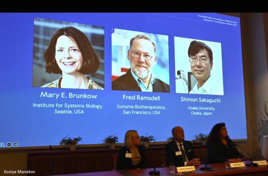 Nobelpriset i medicin 2025 uppmärksammar upptäckten av regulatoriska T-celler